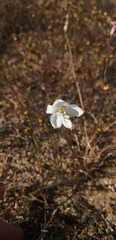 Cyanella alba
