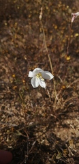 Cyanella alba