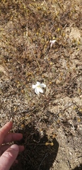 Cyanella alba