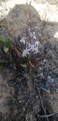 Cyanella