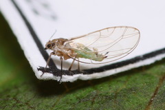 Trioza urticae