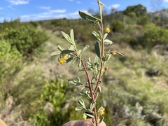Hermannia lavandulifolia