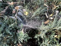 Allagelena difficilis