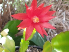 Rhipsalidopsis gaertneri