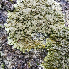 Xanthoparmelia pulla