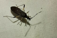 Dicranocephalus schmitzi