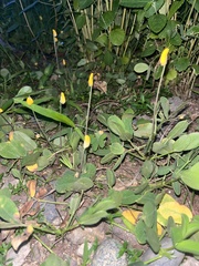 Arachis