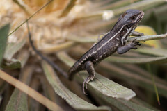 Stenocercus trachycephalus