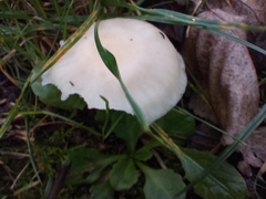 Cuphophyllus virgineus