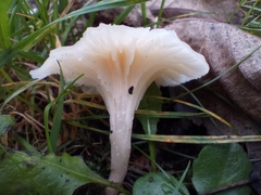 Cuphophyllus virgineus