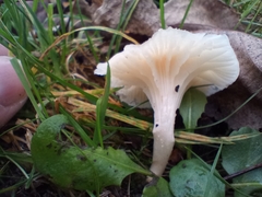 Cuphophyllus virgineus