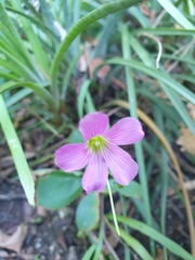 Oxalis caprina