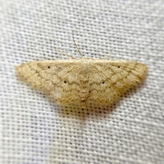 Scopula hypochra