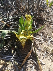 Ferraria variabilis
