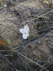 Moraea