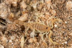 Parabuthus brevimanus