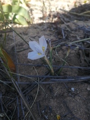 Moraea