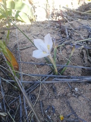 Moraea