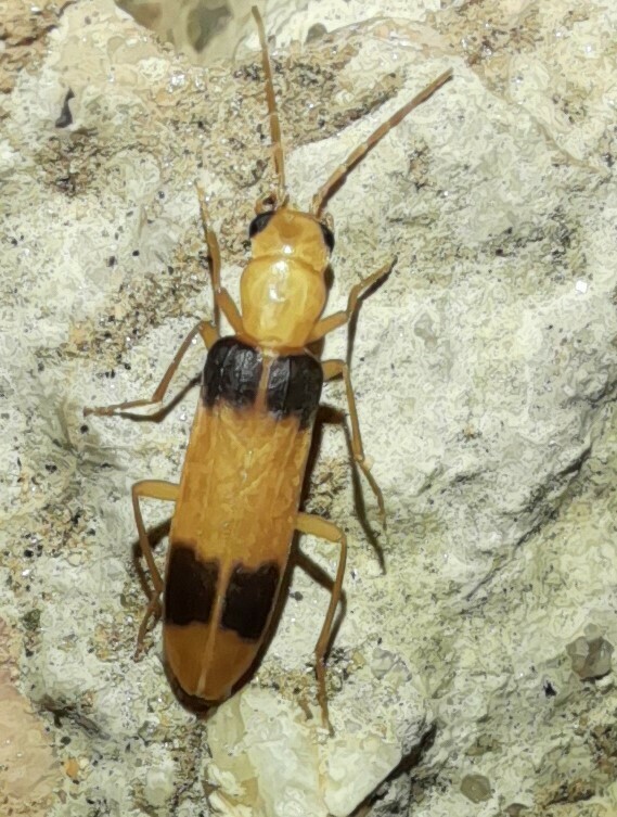 Ditylomorphula
