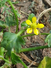 Ranunculus muricatus