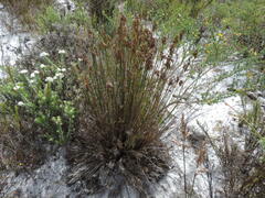 Thamnochortus fruticosus