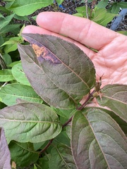 Aulagromyza orbitalis