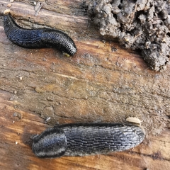Arion hortensis