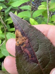 Aulagromyza orbitalis