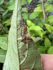 Aulagromyza orbitalis