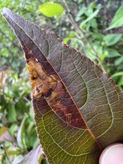 Aulagromyza orbitalis