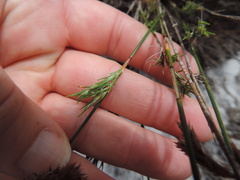 Thamnochortus fruticosus