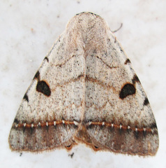 Ctenusa pallida