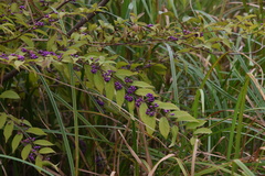 Callicarpa dichotoma
