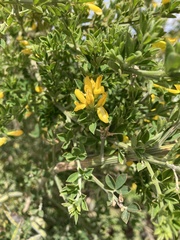 Genista monspessulana