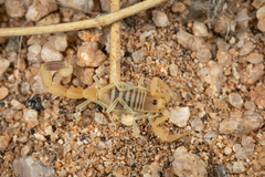 Uroplectes