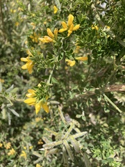 Genista monspessulana