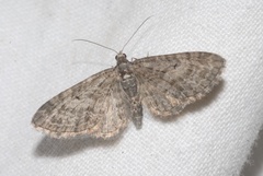 Eupithecia lariciata