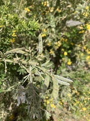 Genista monspessulana