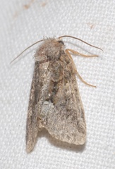 Oligia strigilis