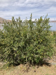 Genista monspessulana