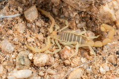 Parabuthus brevimanus