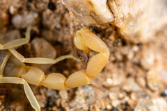 Parabuthus brevimanus