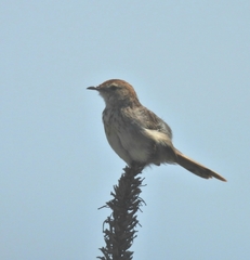 Cisticola subruficapilla