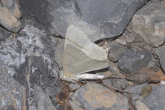 Ourapteryx sambucaria