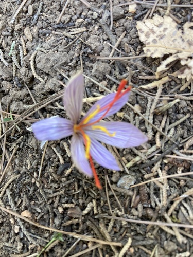 Crocus cartwrightianus