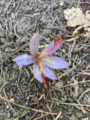Crocus cartwrightianus