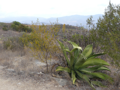 Agave marmorata