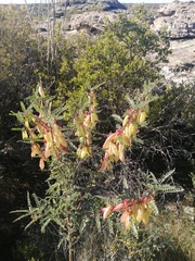 Lessertia frutescens