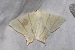 Ourapteryx sambucaria