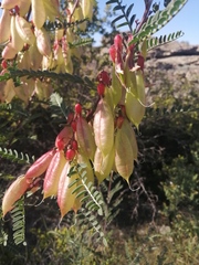 Lessertia frutescens